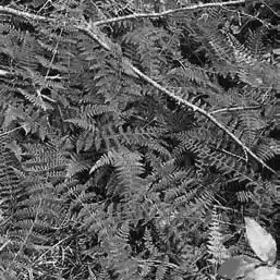 ��� ����������� � Cystopteris. ��� ����� �����������? �����������.