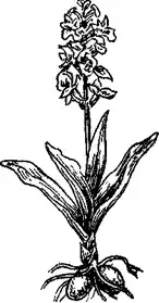 �������� ������������� ���������� ������������ Orchis latifolia. �������� ����� ���������� ����� Orchis Fuchsii. ������� ��� ������.