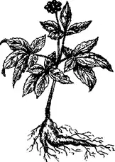 14. �������� ����� �����, �������� Panax ginseng. ������� ��� ������.