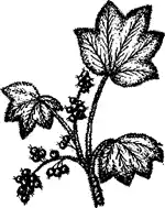 Echinopanax elatum. ������� ��� ������.