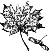 ���� ������������ ���� ������������, ���� ��������� Acer platanoides. ������� ��� ������.