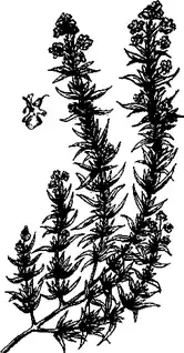 �������� ������������� �������� ���������, �������� ��������� Rosmarinus officinalis. ������� ��� ������.