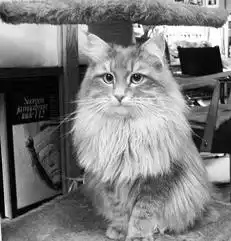 1. История породы. Сибирские кошки.
