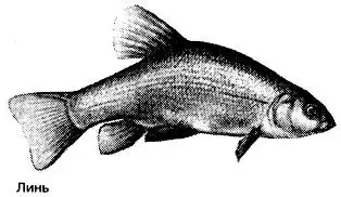 ����. ����� ��������� �������. �.�.��������.