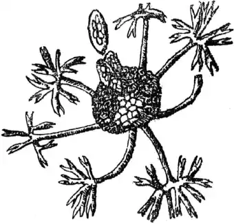 11.3.7. ������ (�����������) ���� ���������� (Microsphaera Grossulariae Lev.). 11.3. ������������ �������� ����������. 11. ������� � ���������. ���������. ������ �����. ��������. ����������� �� ���������� ���������� � ���������.