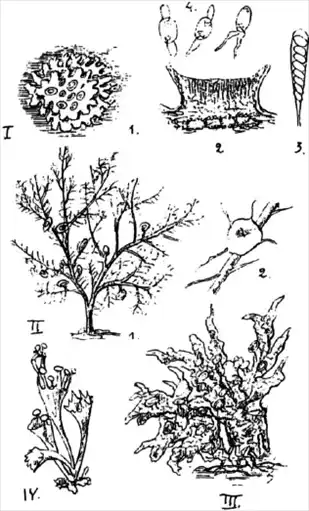 11.3.11. ��������� (Lichenes). 11.3. ������������ �������� ����������. 11. ������� � ���������. ���������. ������ �����. ��������. ����������� �� ���������� ���������� � ���������.