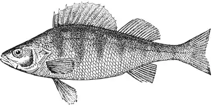 �����. Perca fluviatilis L. ����� ������. ����� � ����� ������������ ���.