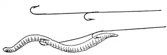 � � � ������. Salmo truta morpha fario L. ����� ������. ����� � ����� ������������ ���.