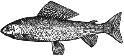 ������. Thymallus thymallus (L.). ����� ������. ����� � ����� ������������ ���.