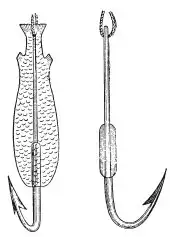 ����������. Stenodus leucichthys Guld. ����� ������. ����� � ����� ������������ ���.