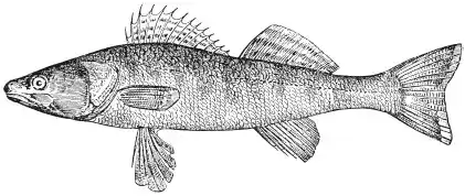 �����. Lucioperca lucioperca (L.). ����� ������. ����� � ����� ������������ ���.
