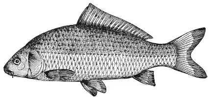 ����. Cyprinus carpio L. ����� ������. ����� � ����� ������������ ���.