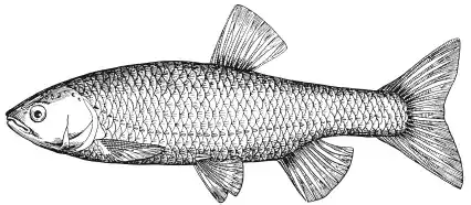 �������. Leuciscus cephalus (L.). ����� ������. ����� � ����� ������������ ���.