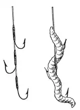 � � � ���. Leuciscus (L.). ����� ������. ����� � ����� ������������ ���.
