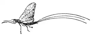 � � � ���. Leuciscus (L.). ����� ������. ����� � ����� ������������ ���.