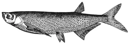 ������. Pelecus cultratus (L.). ����� ������. ����� � ����� ������������ ���.