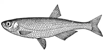 ��������. Aspius aspius (L.). ����� ������. ����� � ����� ������������ ���.