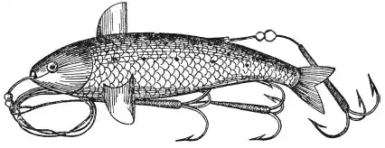 ��������. Aspius aspius (L.). ����� ������. ����� � ����� ������������ ���.