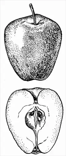 ����� ���������. ����� ������ � �������� �� �������. ��������� ��������. ������� ����� �������� �������.