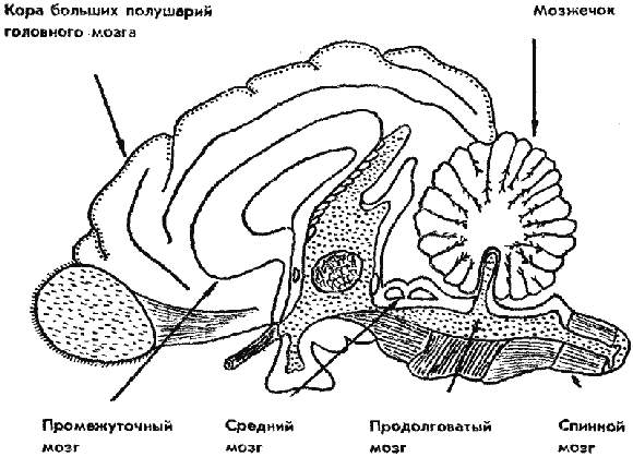 Мозг собаки схема