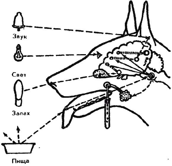 Механизм образования условных рефлексов картинка