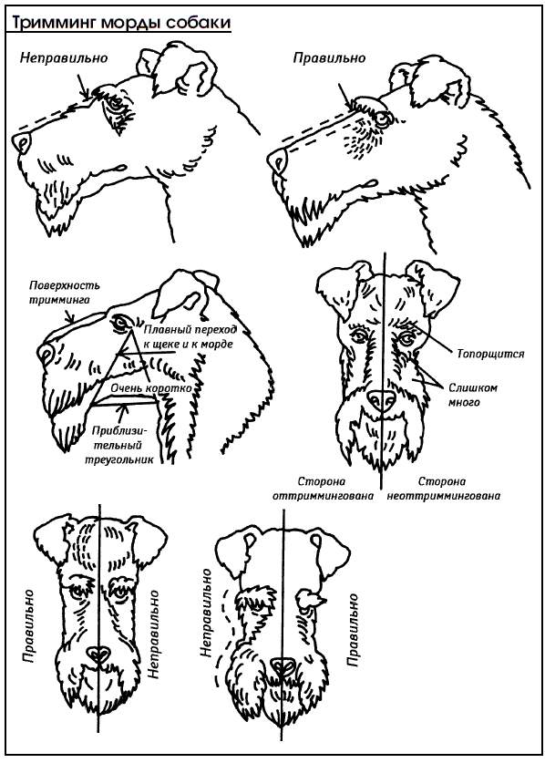 Фокстерьер жесткошерстный тримминг схема