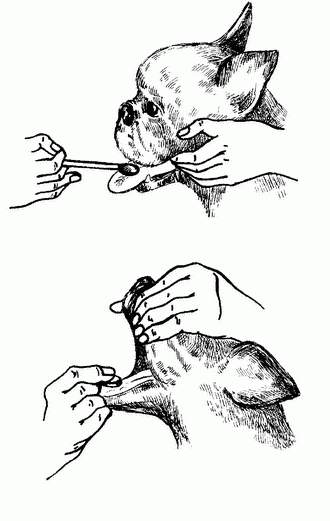 Можно ли собаке дать таблетку. Сублингвальное Введение лекарственных средств животным. Методы введения лекарств животным. Методы введения лекарственных веществ животным. Ректальное Введение лекарств животным.