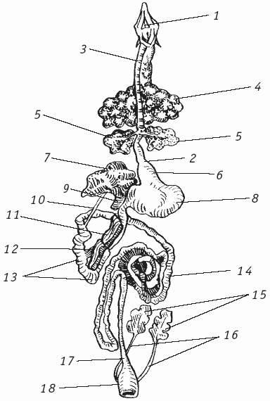 Схема строения пищеварительной системы птиц