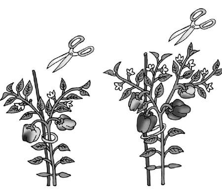 Схема прищипывания помидор