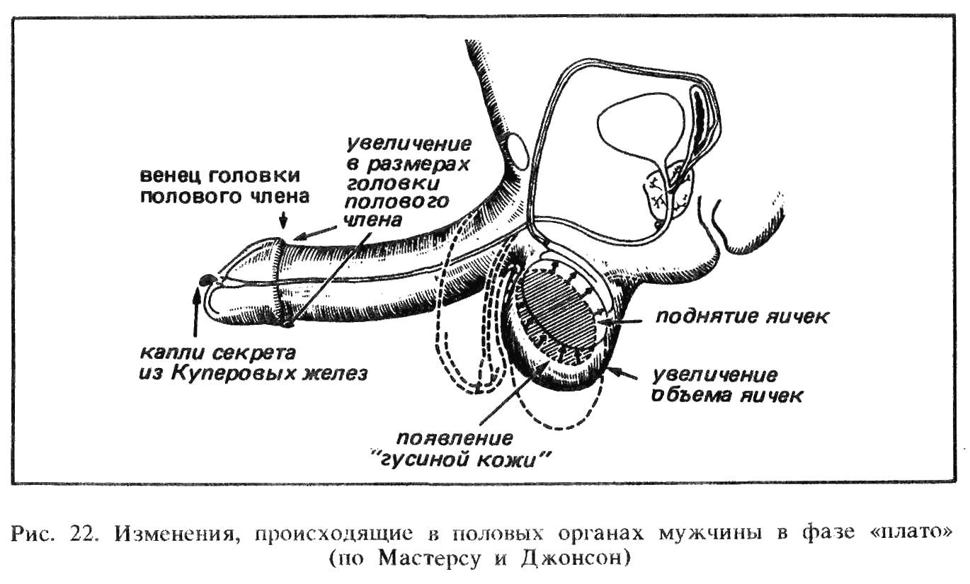 длина члена для удовольствия фото 95