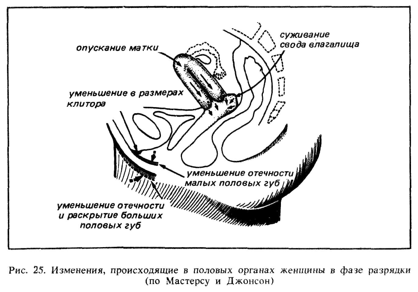 анатомия проникновения члена во влагалище фото 99