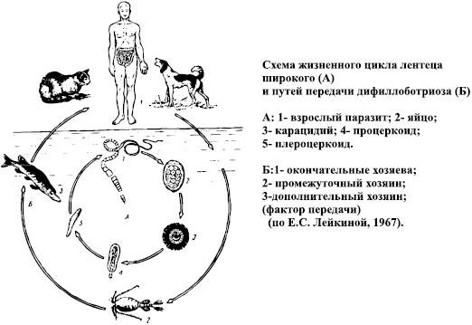 Хозяин широкого лентеца. Стадии жизненного цикла широкого лентеца. Цикл широкого лентеца схема. Жизненный цикл широкого лентеца схема. Широкий лентец жизненный цикл схема.