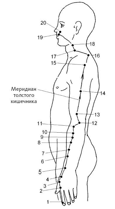 Картинка меридиан толстого кишечника