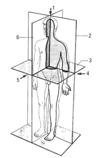 Плоскости тела рисунок. Схема осей и плоскостей в теле человека. Оси тела человека в анатомии. Плоскости тела человека Сапин. Вертикальная ось и сагиттальная ось.