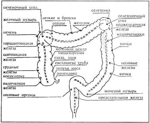 Схема кишечника человека рисунок с описанием