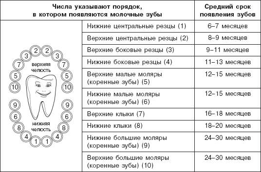 Схема как лезут зубы у малышей