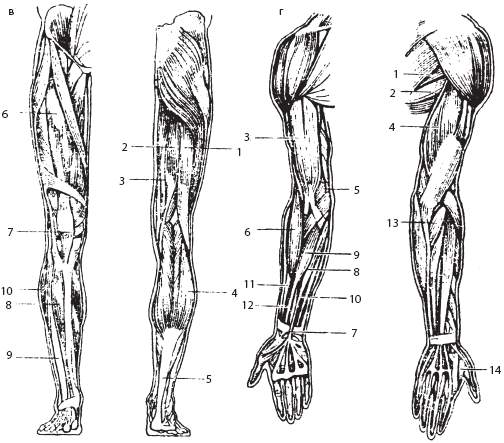 Верхние и нижние мышцы. Мышцы верхних и нижних конечностей. Мышцы верхних и нижних конечностей анатомия человека. Мышцы верхних конечностей мышцы нижних конечностей. Мышечная система нижняя конечность.