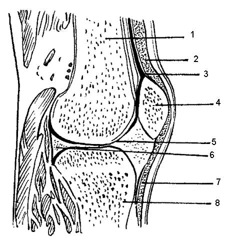 Строения коленного сустава схема - 96 фото