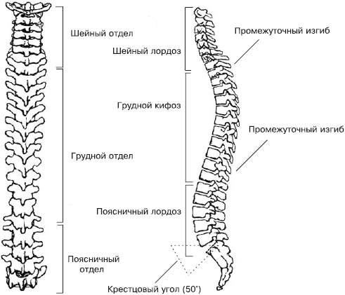 Отделы позвоночника человека для мрт рисунок схема