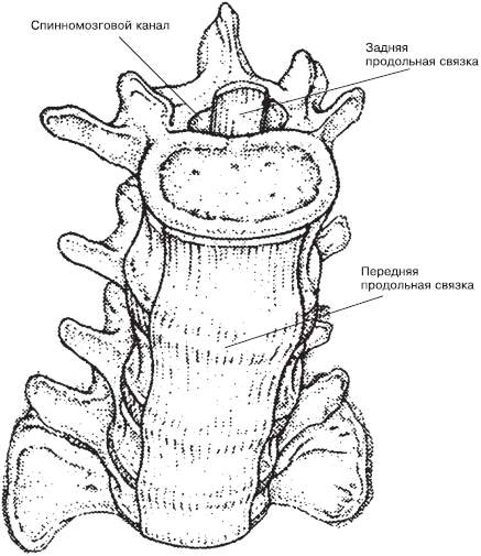 Продольная связка. Задняя продольная связка. Передняя и задняя продольные связки. Продольная связка позвоночника. Задняя продольная связка позвоночника.