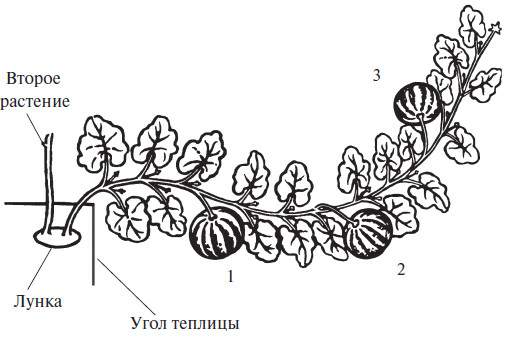 Как прищипывать тыкву