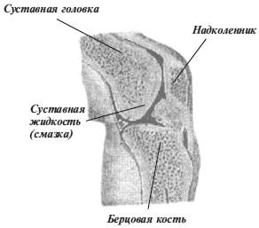 Костно суставная система