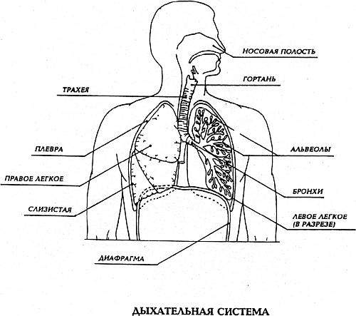 Органы дыхания человека схема