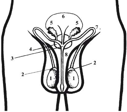 Рисунок мужской половой системы