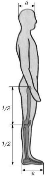 Образ ширина. Пропорция голени к бедру. Пропорции конечностей человека. Пропорции ног. Соотношение длины стопы и голени.