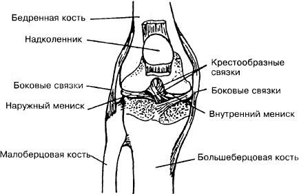 Строения коленного сустава схема - 96 фото