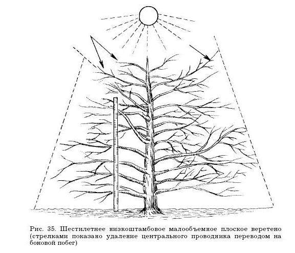 Обрезка веретено схема