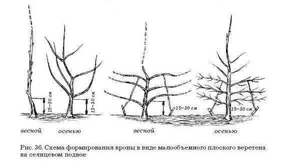 Обрезка веретено схема