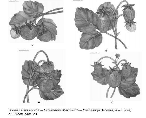 Клубника гигантелла схема посадки