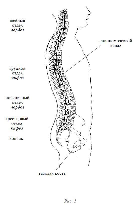 Поясничный лордоз. Лордоз грудного отдела кифоз поясничного. Шейный лордоз и кифоз. Лордоз и кифоз шейного отдела. Позвонки человека анатомия лордоз кифоз.